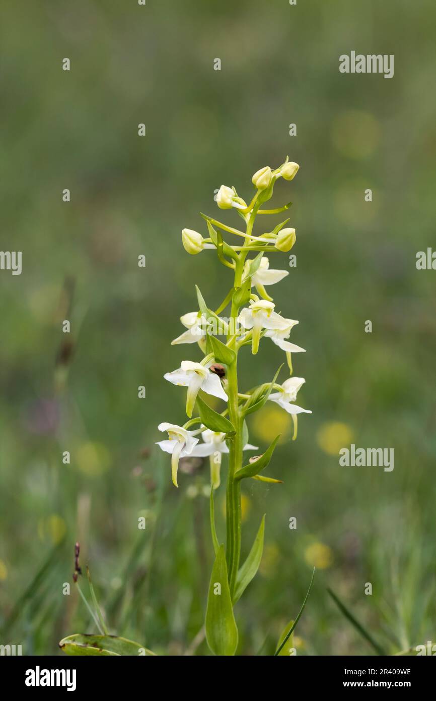 Platanthera clorantha, conosciuto come farfalla-orchidea maggiore, farfalla orchidea maggiore Foto Stock