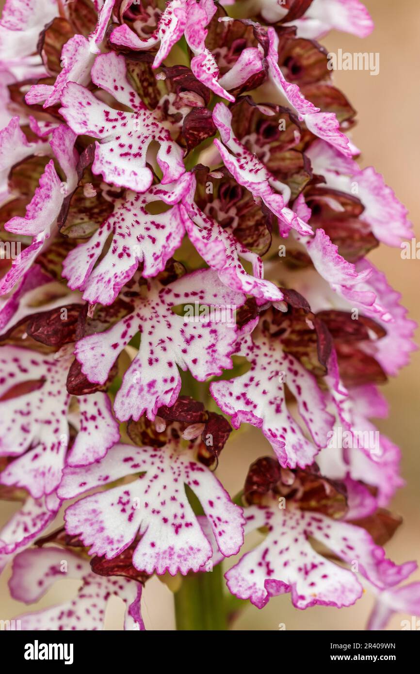 Orchis purpurea, conosciuta come la signora orchidea (dettaglio) Foto Stock
