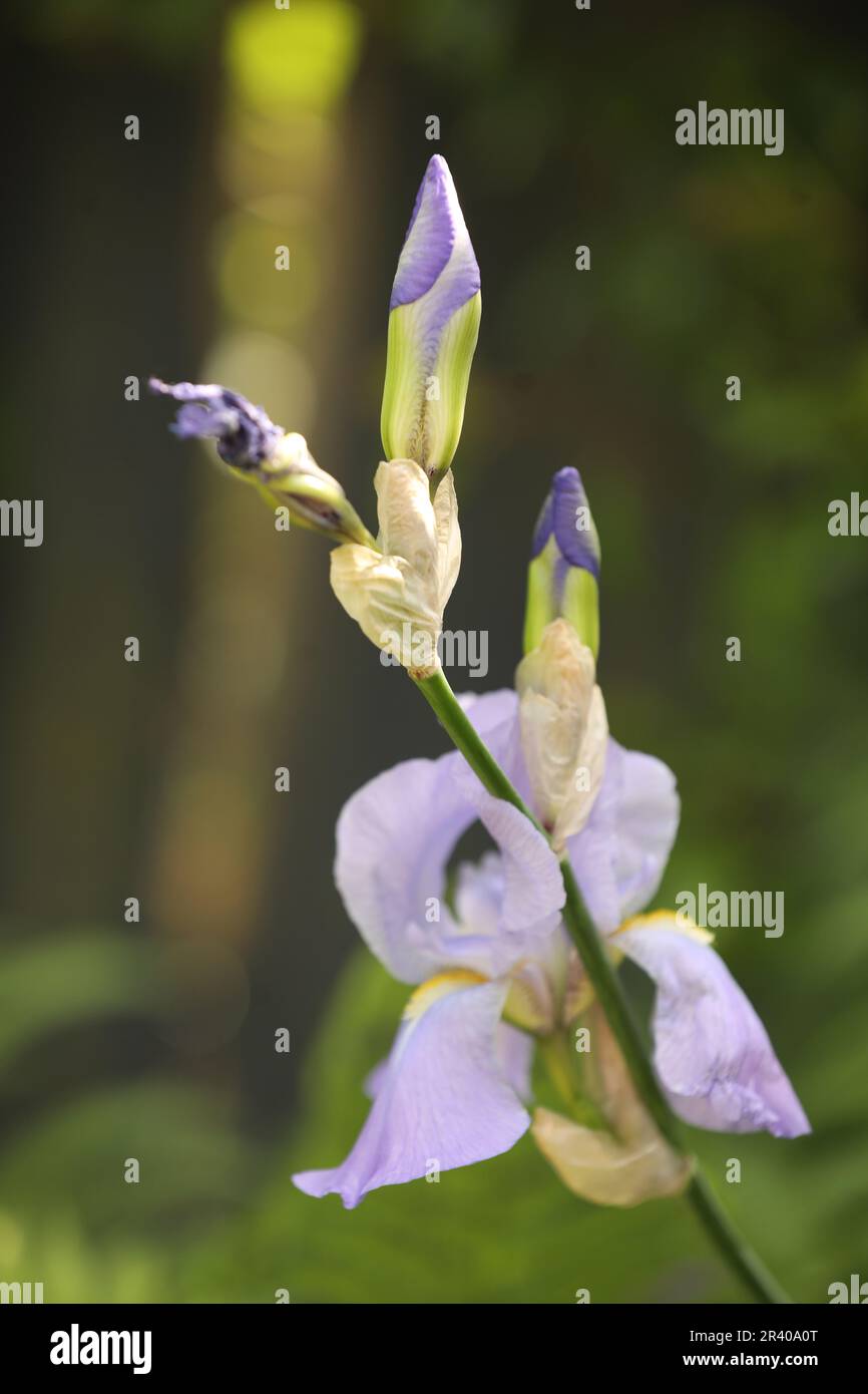 Il gambo di un iride lilla colorato con germogli e testa di fiore Foto Stock