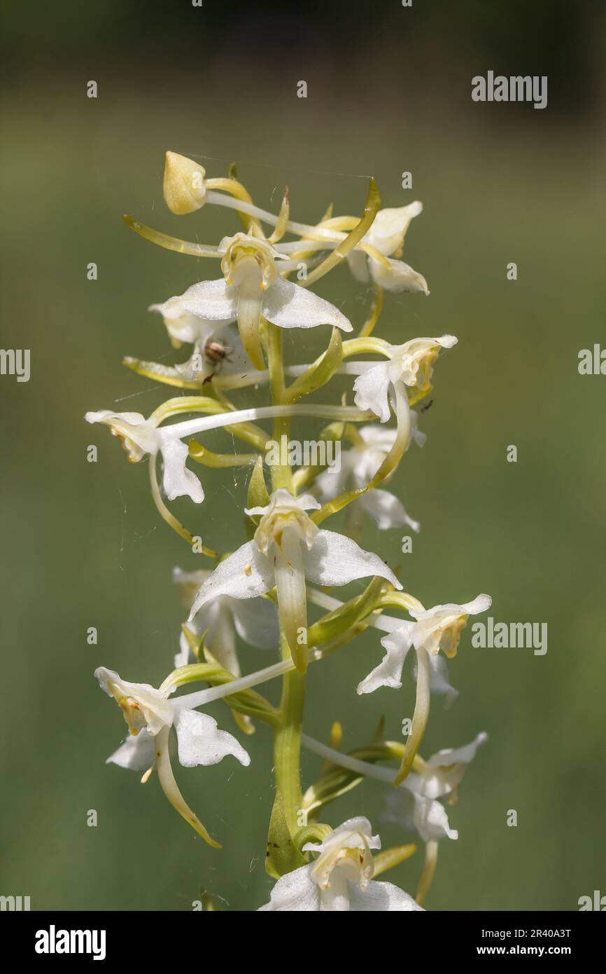 Platanthera clorantha, conosciuto come farfalla-orchidea maggiore, farfalla orchidea maggiore Foto Stock