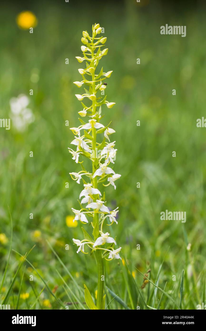 Platanthera clorantha, conosciuto come farfalla-orchidea maggiore, farfalla orchidea maggiore Foto Stock