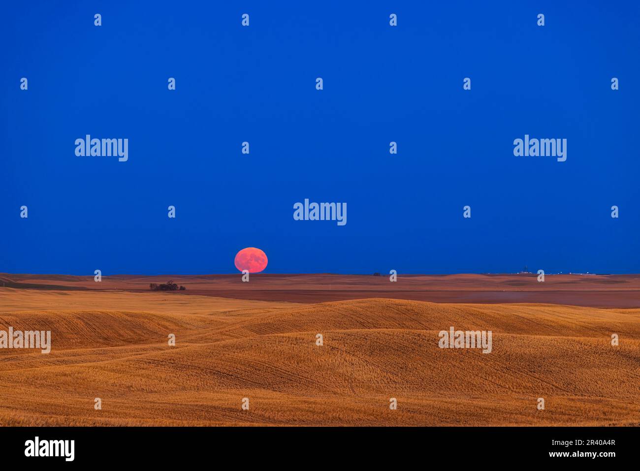 Risorgente della Luna di Mietitura su un campo di prateria raccolta nel sud dell'Alberta, Canada. Foto Stock