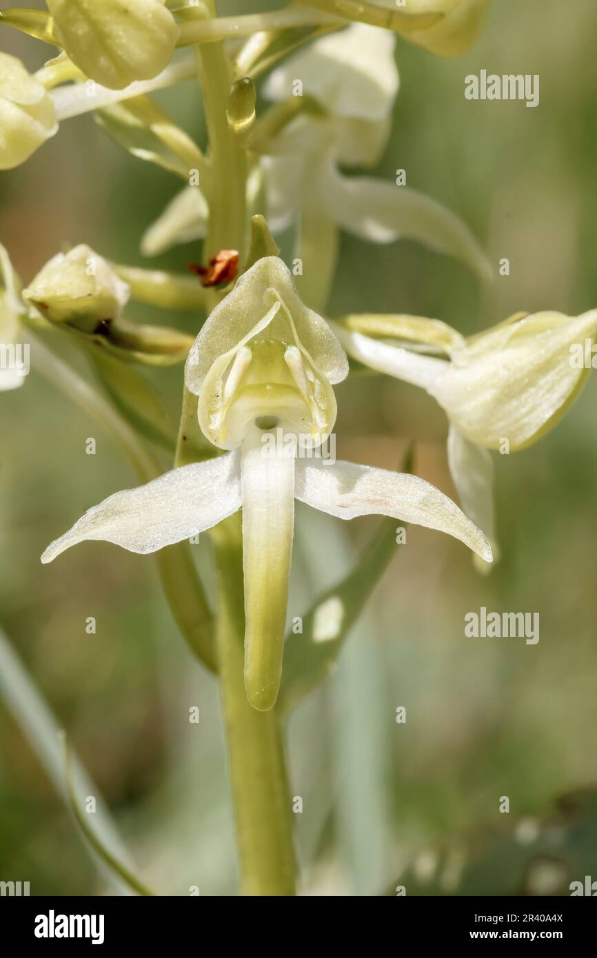 Platanthera clorantha, conosciuto come farfalla-orchidea maggiore, farfalla orchidea maggiore Foto Stock