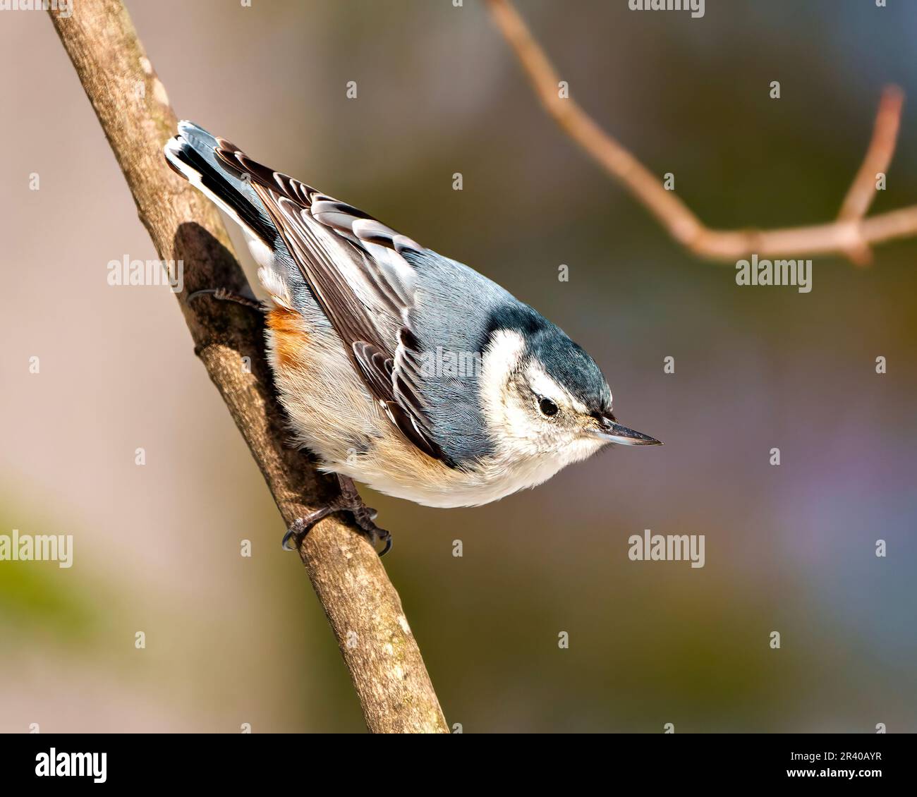 Nuthatch bianco-breasted arroccato su un ramo di albero con uno sfondo sfocato nel suo ambiente e habitat circostante. Ritratto Nuthatch. Foto Stock Nuthatch bianco-breasted arroccato su un ramo di albero con uno sfondo sfocato nel suo ambiente e habitat circostante. Ritratto Nuthatch. Foto Stock
