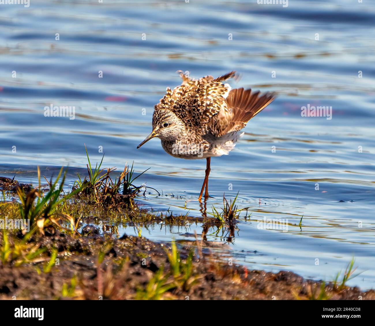 Vista frontale comune Sandpiper close-up con piume in modalità fluffed up nel suo ambiente paludoso e habitat con sfondo blu acqua. Uccello Sandpiper. Foto Stock