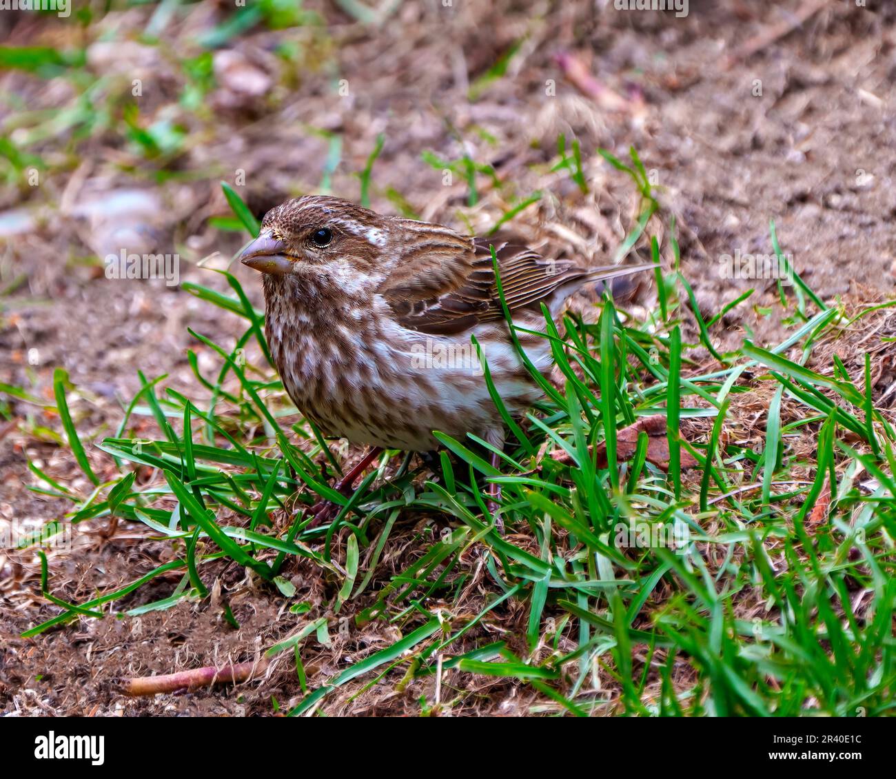 Porpora Finch femmina primo piano in piedi in erba nel suo ambiente e habitat circostante. Finch Picture (Finch Picture). Foto Stock