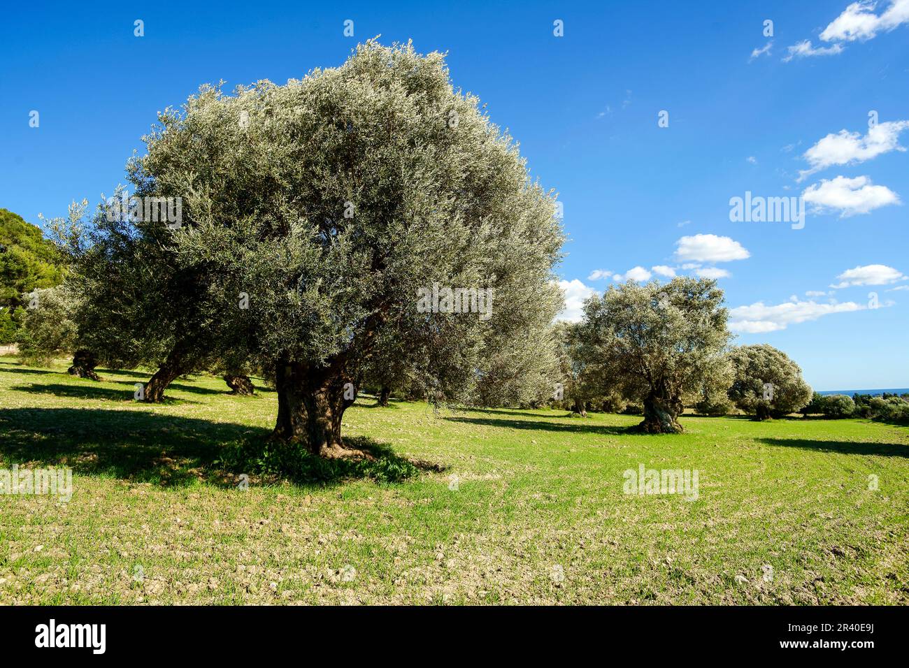 Olivar.Son Servera.Llevant.Mallorca.Baleares.EspaÃ±a.. Foto Stock