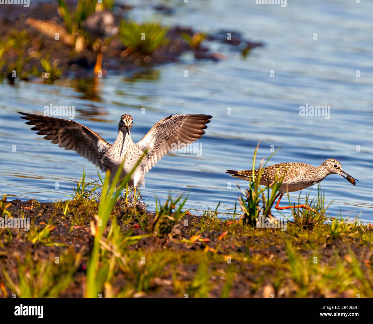 Uccelli comuni Sandpiper uno con le ali sparsi e l'altro uccello con il cibo nel suo becco nel loro ambiente paludoso e habitat con sfondo d'acqua. Foto Stock