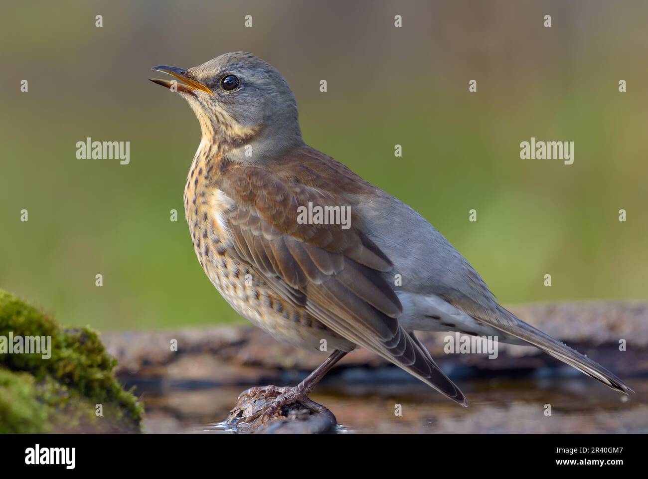 Young Fieldfare Thrush (turdus pilaris) canta la sua canzone sul ramo coperto d'acqua al tramonto Foto Stock