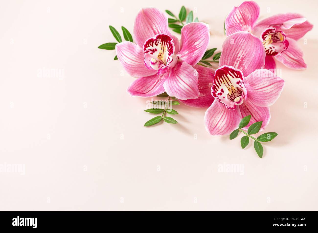 Sfondo floreale con orchidee, concetto minimal. Orchidee phalaenopsis rosa tropicale su sfondo pastello chiaro. Fiori arrang Foto Stock