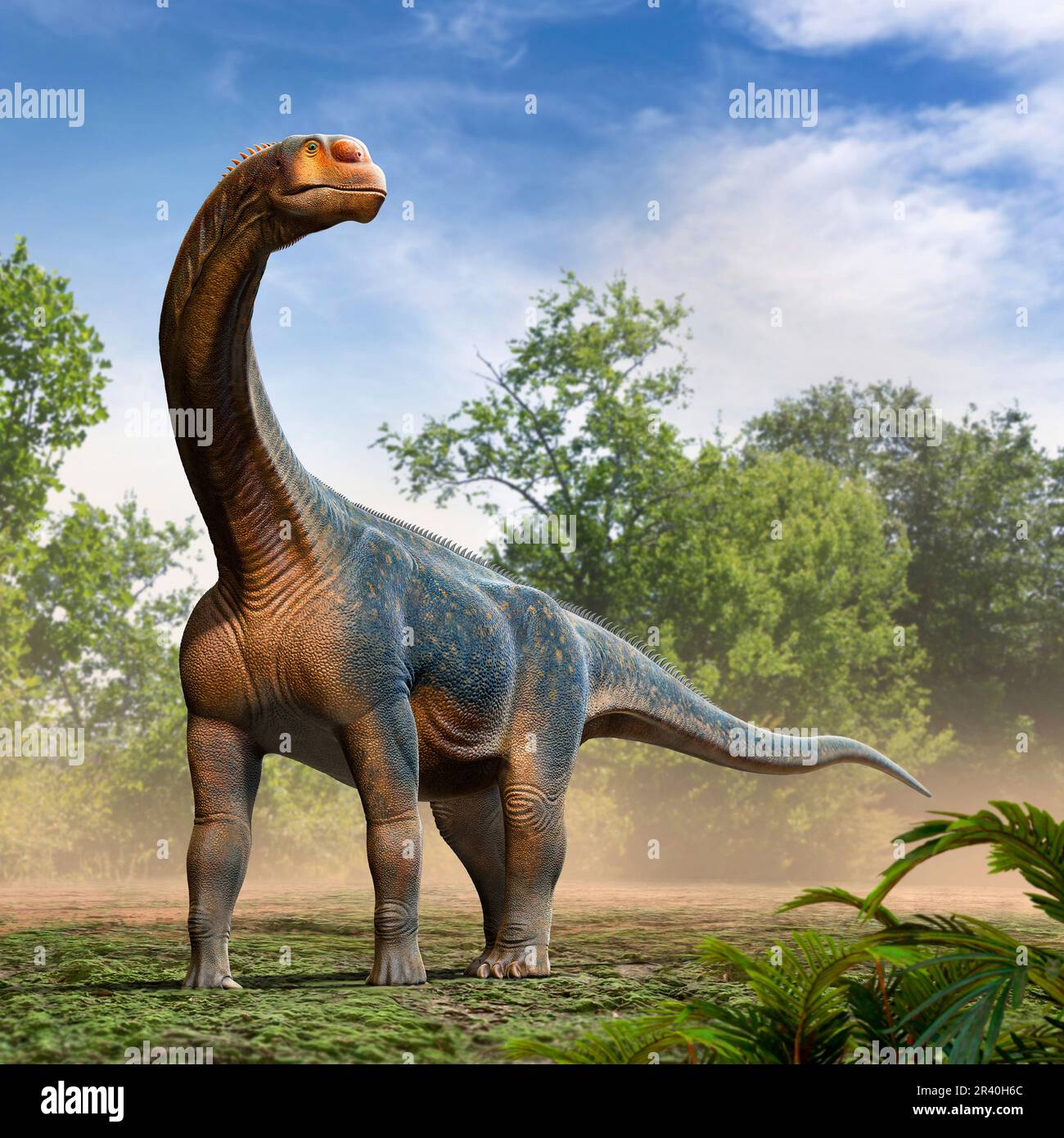Dinosauro Camarasaurus che vagano nella foresta. Foto Stock