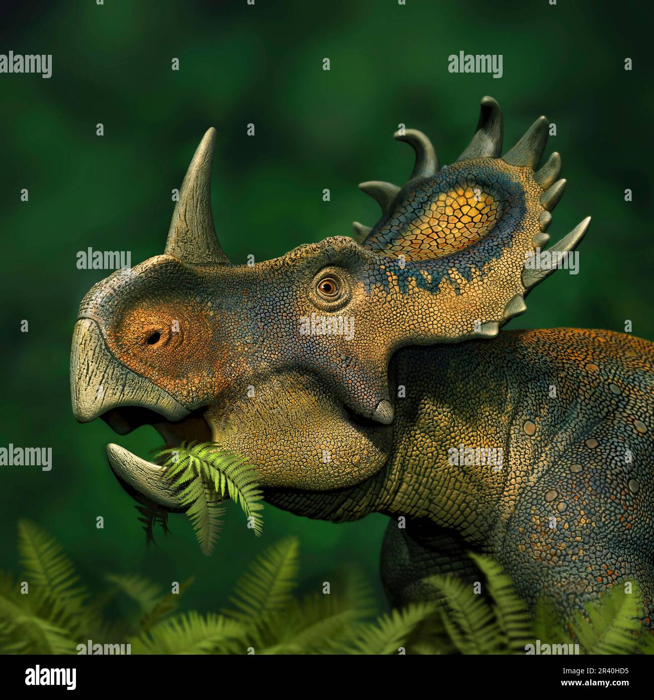 Sinoceratops dinosauro pascolo sulle foglie. Foto Stock