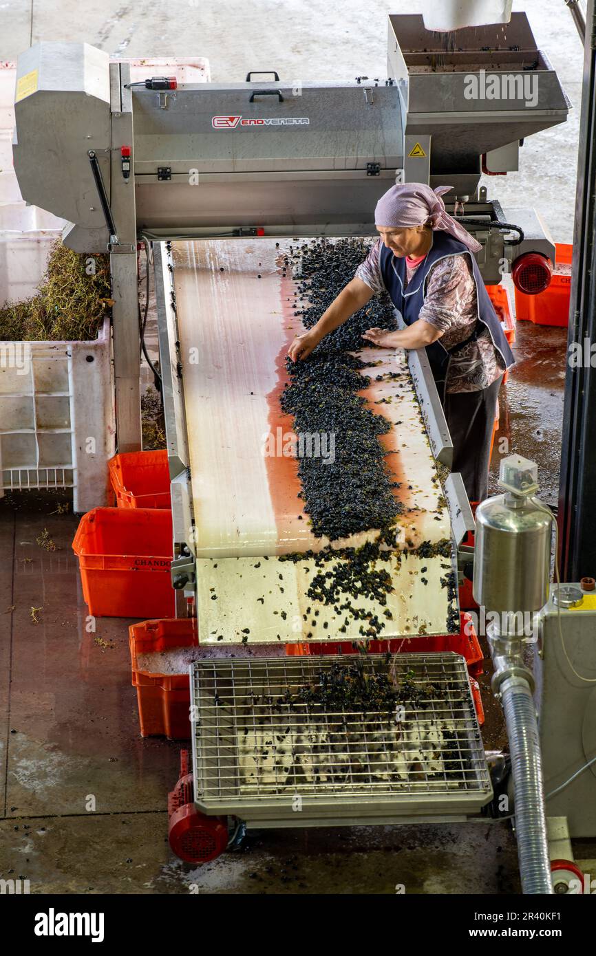 Una lavoratrice femmina preleva i detriti di foglie e steli dalle uve schiacciate nell'azienda vinicola Los Cuadros, Tupungato, Mendoza, Argentina. Il mosto di uve cade in Foto Stock