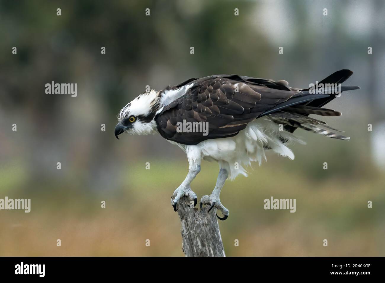 Un Osprey, Pandion haliaetus, arroccato su un ceppo di alberi a South Padre Island, Texas. Foto Stock