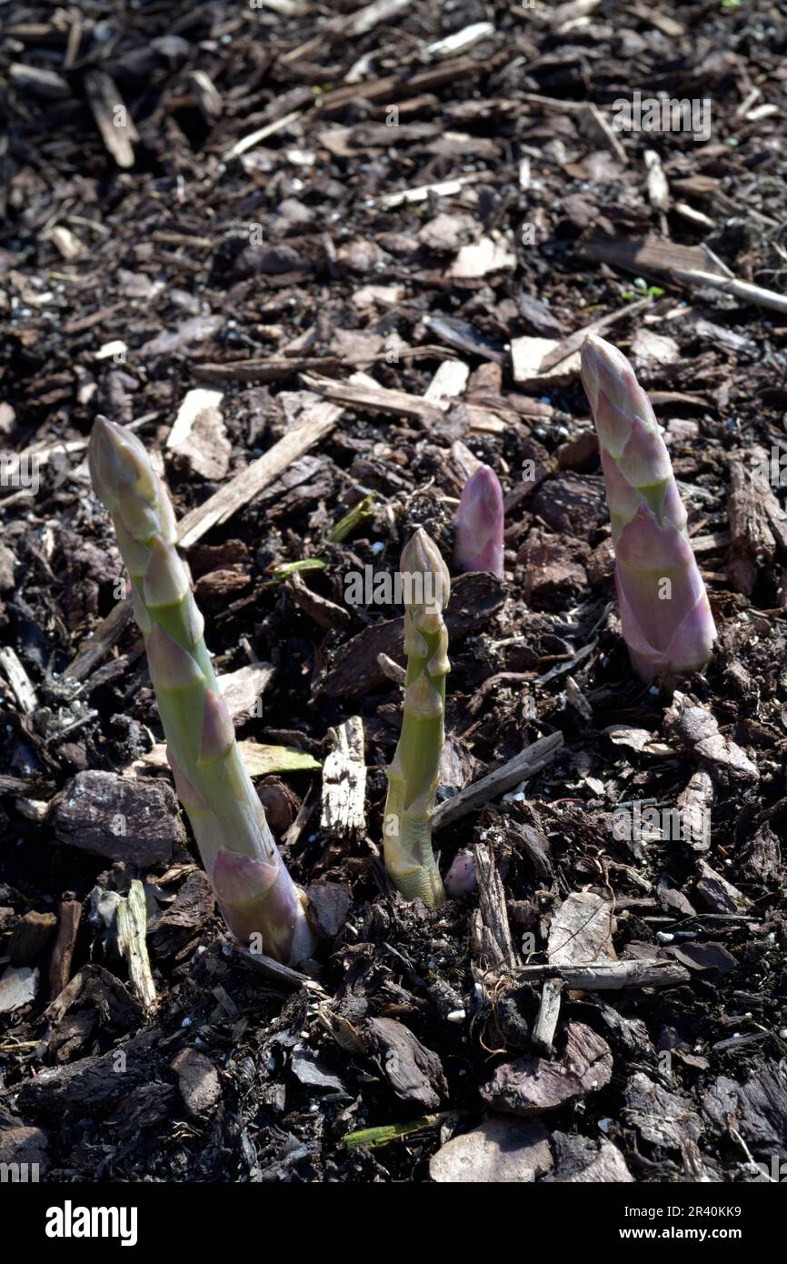 spighe di asparagi fresche che crescono in letto rialzato in giardino Foto Stock