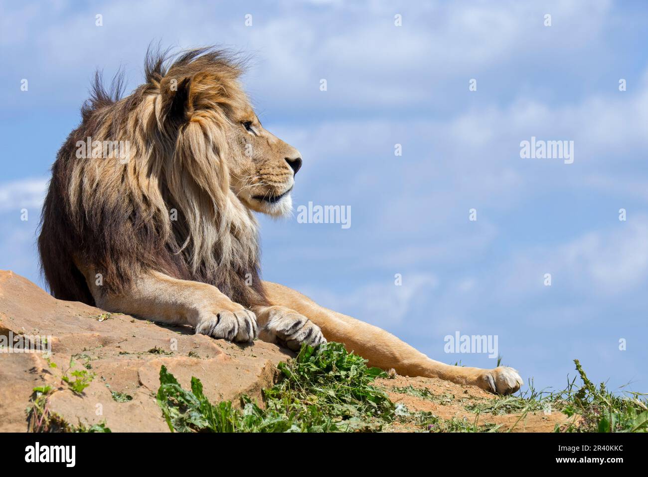 Leone africano (Panthera leo) maschio adulto che riposa sulla roccia contro il cielo nuvoloso blu Foto Stock