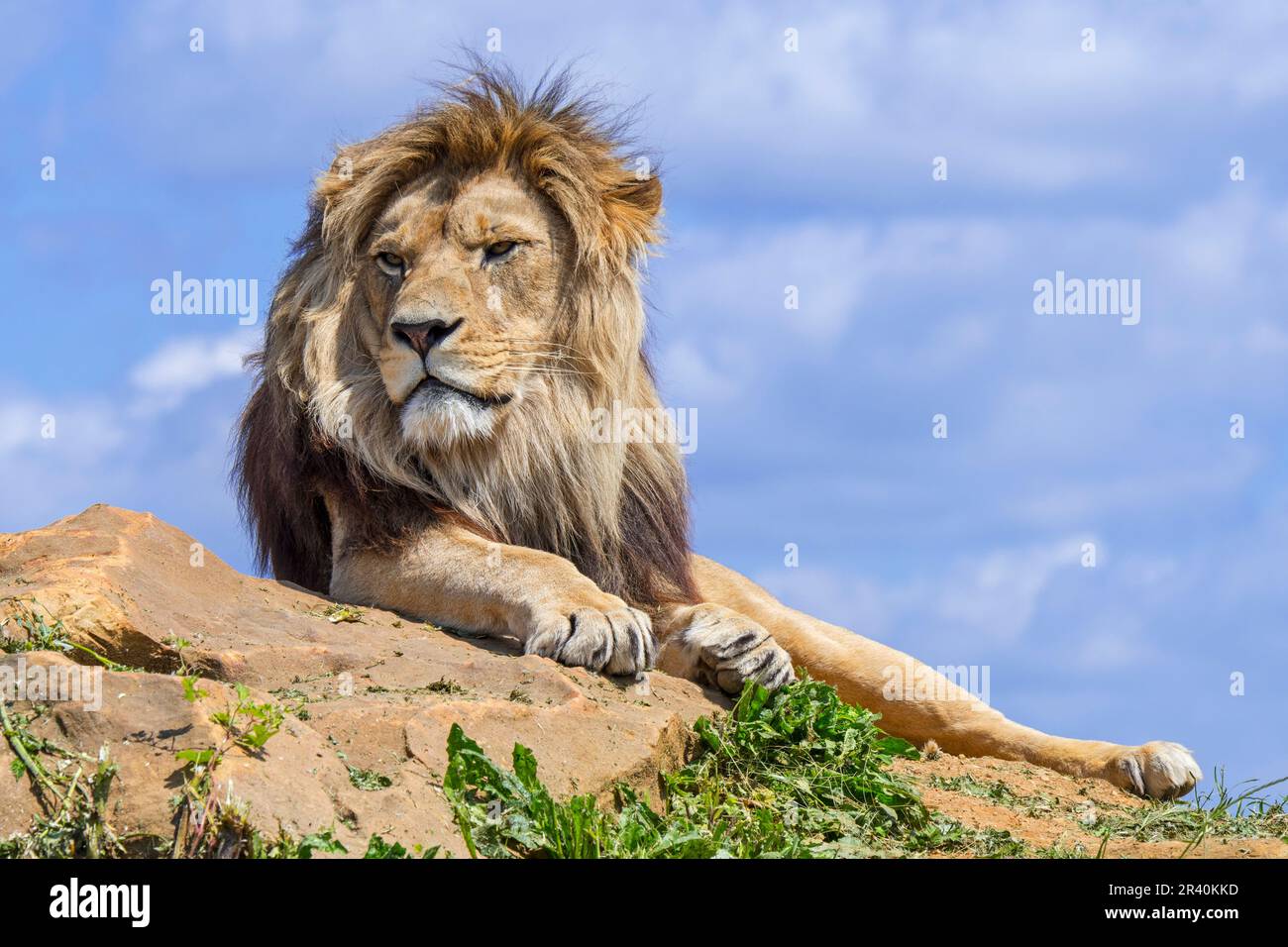 Leone africano (Panthera leo) maschio adulto che riposa sulla roccia contro il cielo nuvoloso blu Foto Stock