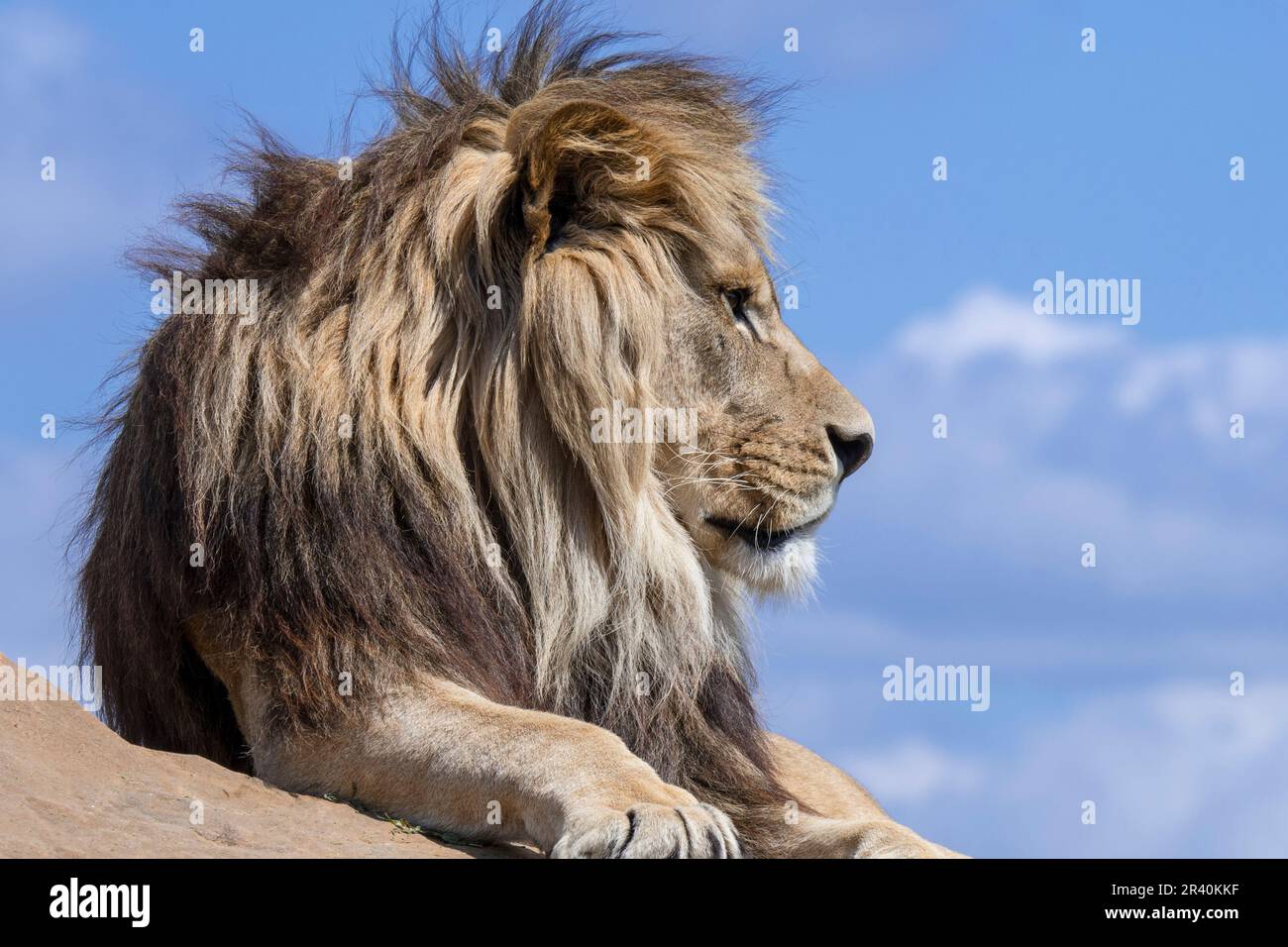 Leone africano (Panthera leo) maschio adulto che riposa sulla roccia contro il cielo nuvoloso blu Foto Stock