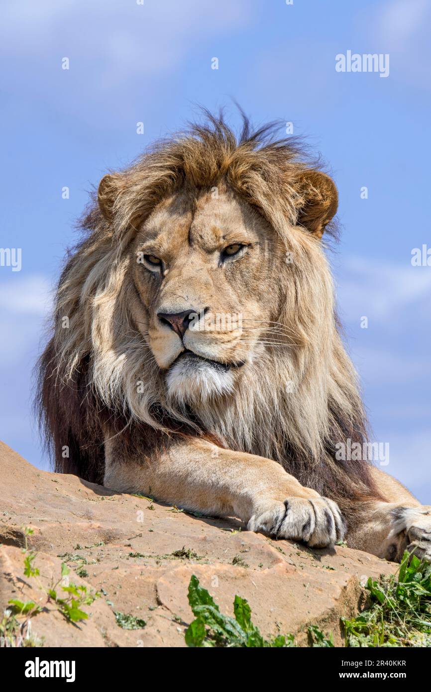 Leone africano (Panthera leo) maschio adulto che riposa sulla roccia contro il cielo nuvoloso blu Foto Stock