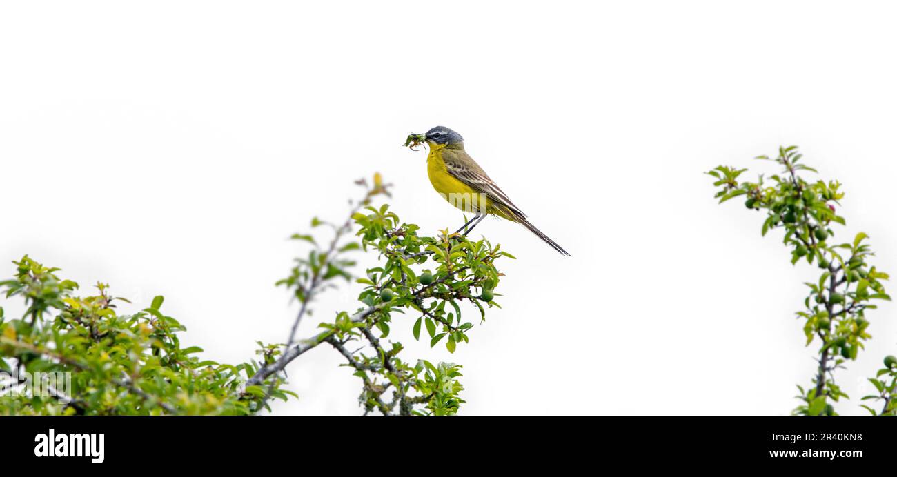Western Yellow Wagtail / Blue-headed Wagtail (Motacilla flava flava) maschio adulto in piumaggio riproduttore con prete di mantis in preghiera in becco in primavera Foto Stock