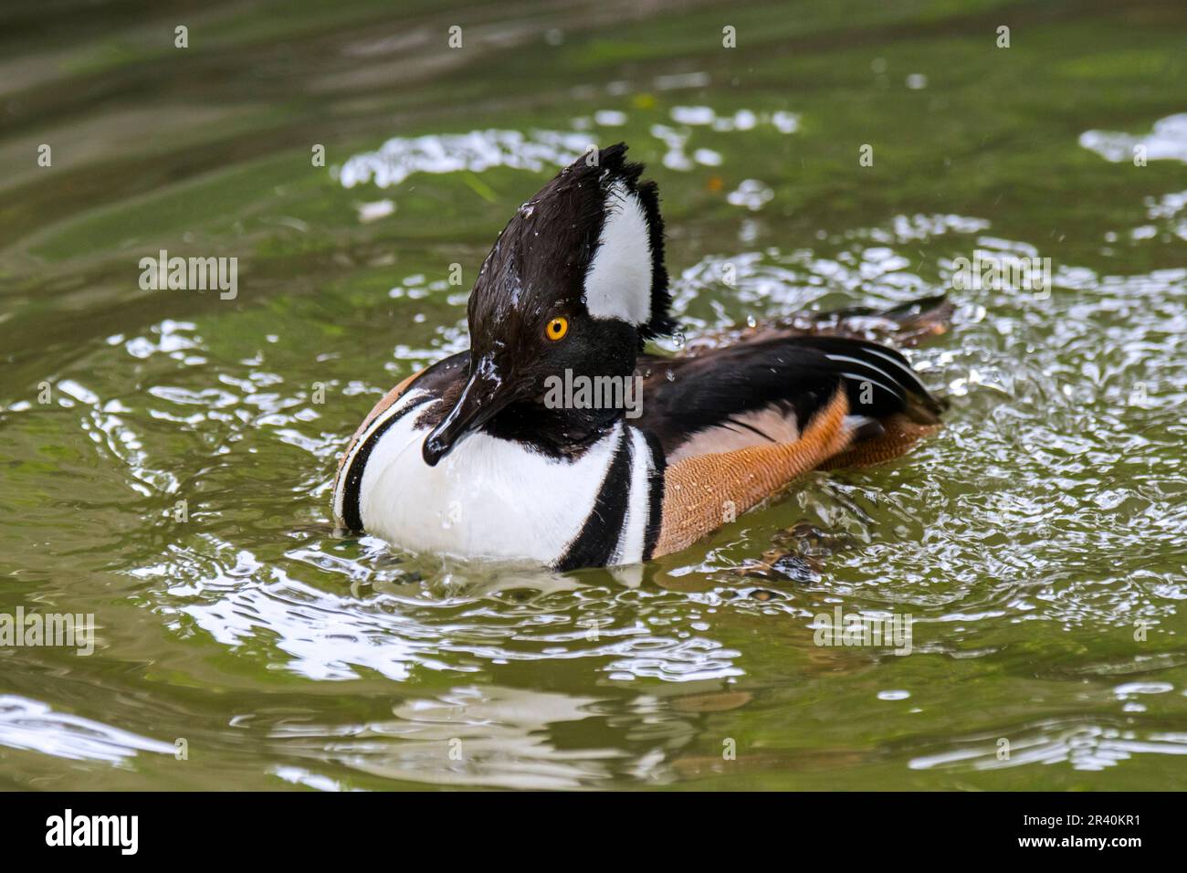 Merganser con cappuccio (Lophodytes cucullatus) maschio adulto in maschio riproduttore di piumaggio che nuota nel lago in primavera, nativo degli Stati Uniti e del Canada del sud Foto Stock