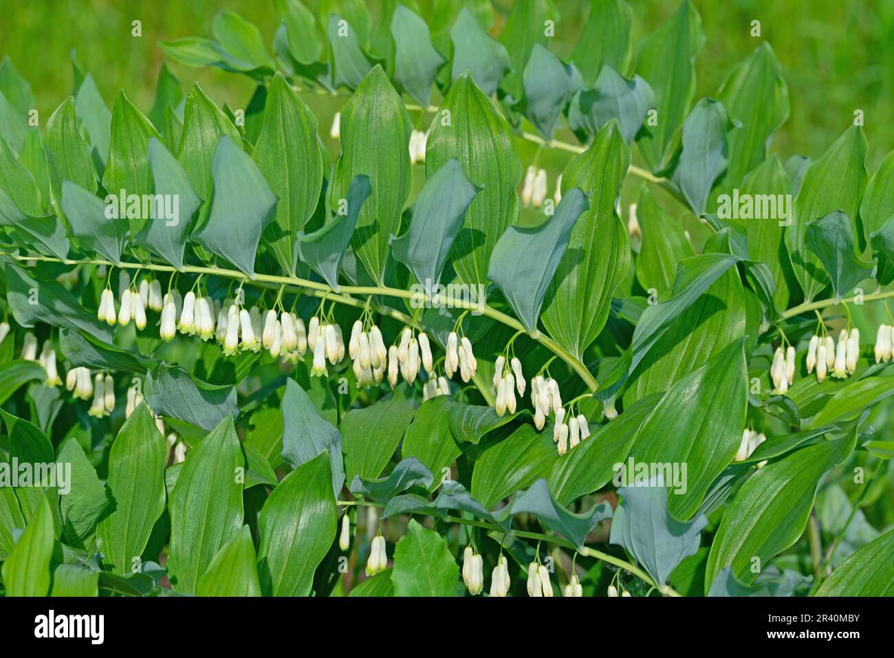 Sigillo di Salomone, Polygonatum odoratum, in primo piano Foto Stock