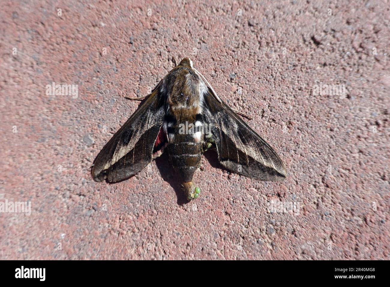 Falco di spurge canarino (Hyles tithymali), farfalla con infestazione parassita. Foto Stock