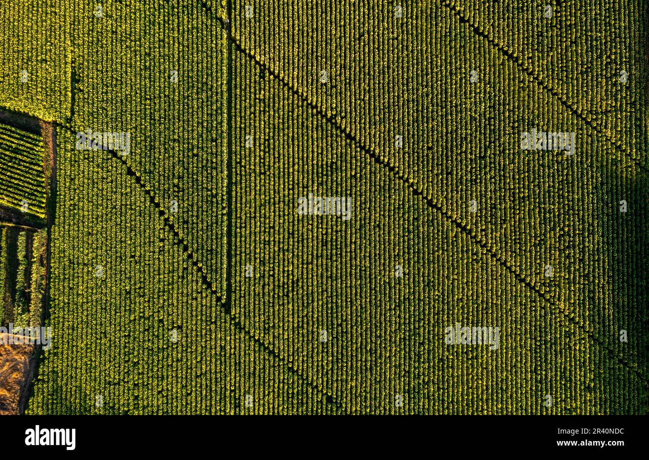 Veduta aerea del tabacco da coltivazione in Cile. Vista dall'alto dal drone Foto Stock