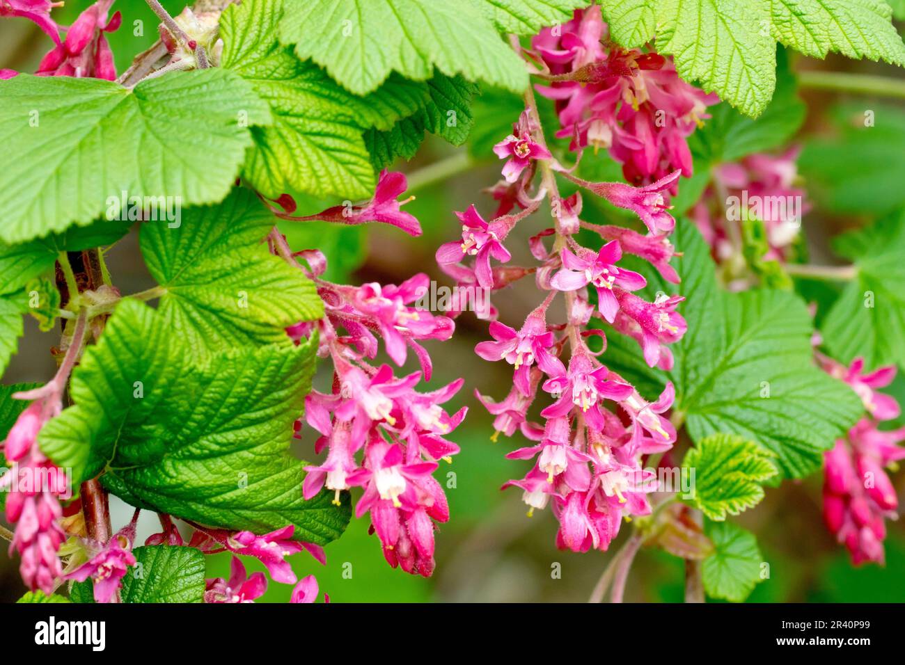 Ribes in fiore (ribes sanguineum), primo piano dei fiori rosa pendenti dell'arbusto, comunemente piantati in giardini, ma anche trovato selvaggio come fuga Foto Stock