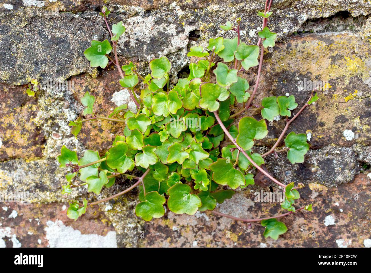 Toadflax (Cymbalaria muralis), primo piano delle foglie della pianta comunemente visto crescere da crepe in vecchie pareti di pietra. Foto Stock