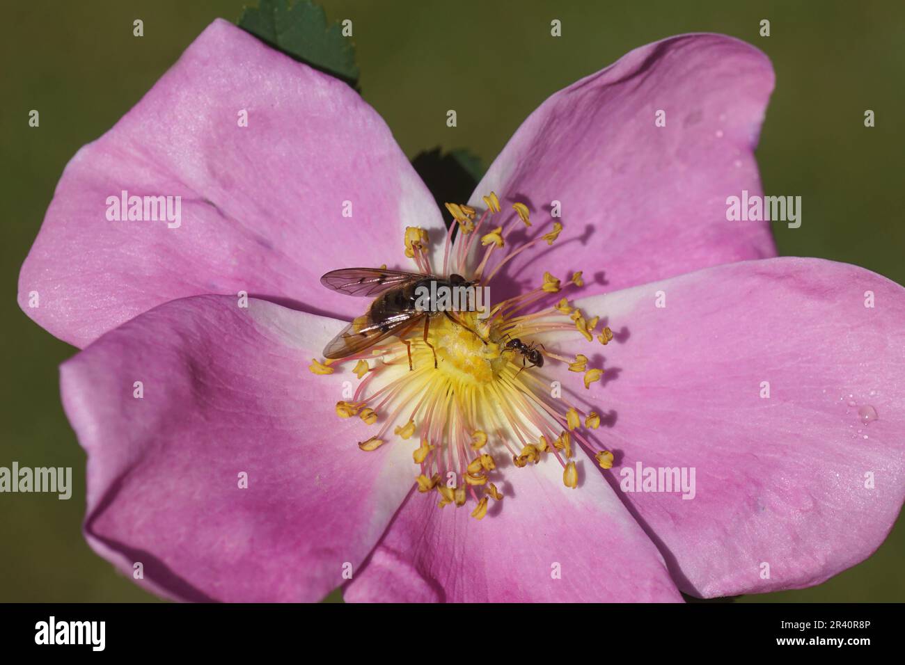 Sorvola Ferdinandea cuprea, famiglia Syrphidae con una formica su fiore di una rosa (rosa). Famiglia Rosaceae. Primavera, giardino olandese. Maggio Foto Stock