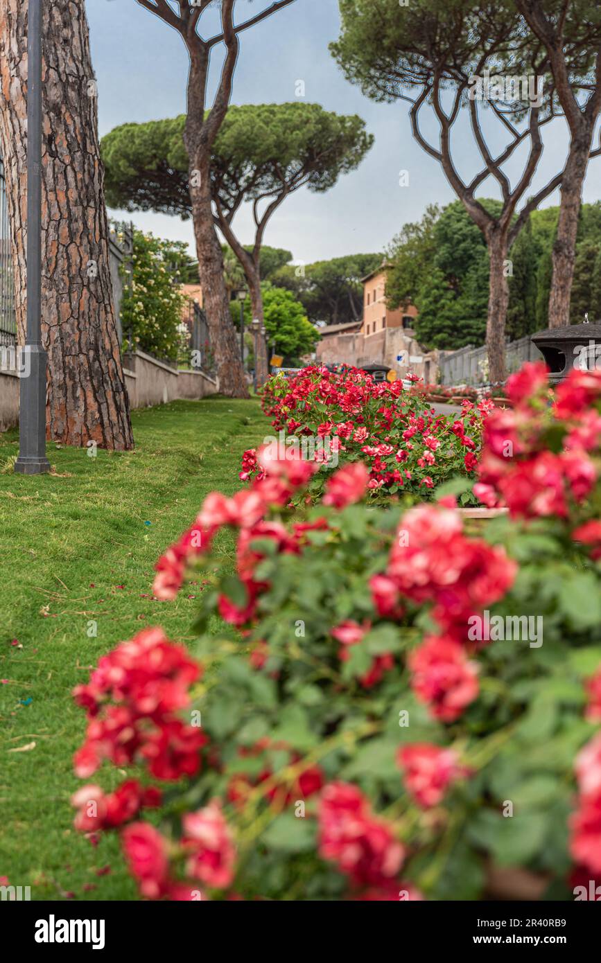 Roma, Italia Rose Garden in piena fioritura con fiori rossi e rosa. Foto Stock