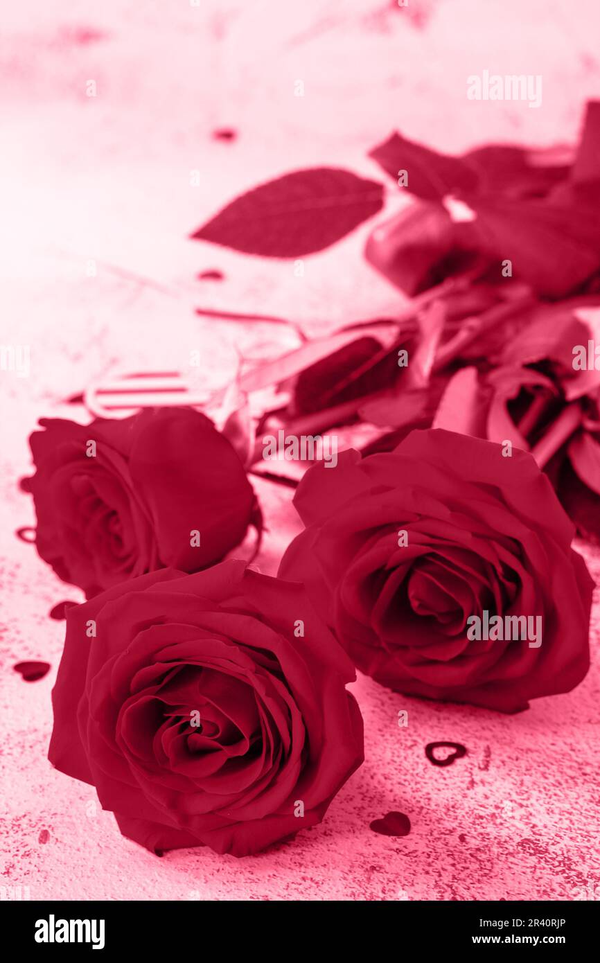 Concetto di San Valentino. Rose rosse e decorazioni a cuore. Disposizione piatta vista dall'alto. Colore trendy dell'anno 2023 - Viva Magenta. Foto Stock