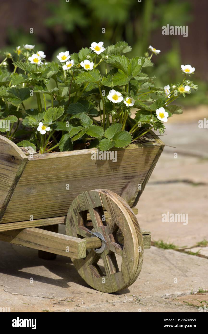 Fiori di fragola nella piantatrice Wheelbarrow Foto Stock