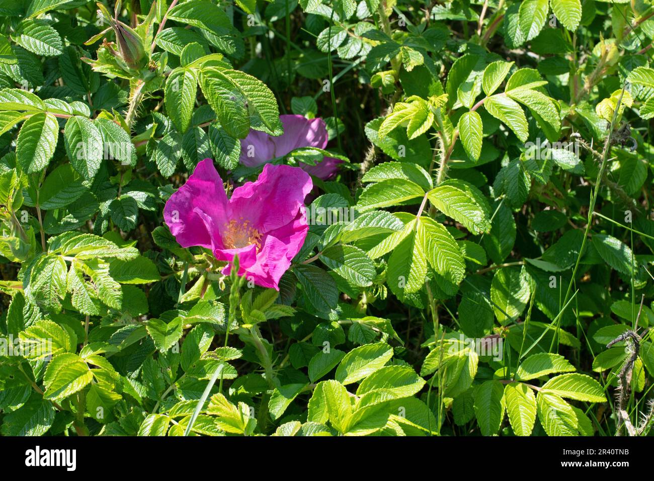 Rosa rugosa, selvaggio invasivo mare rosa. Foto Stock