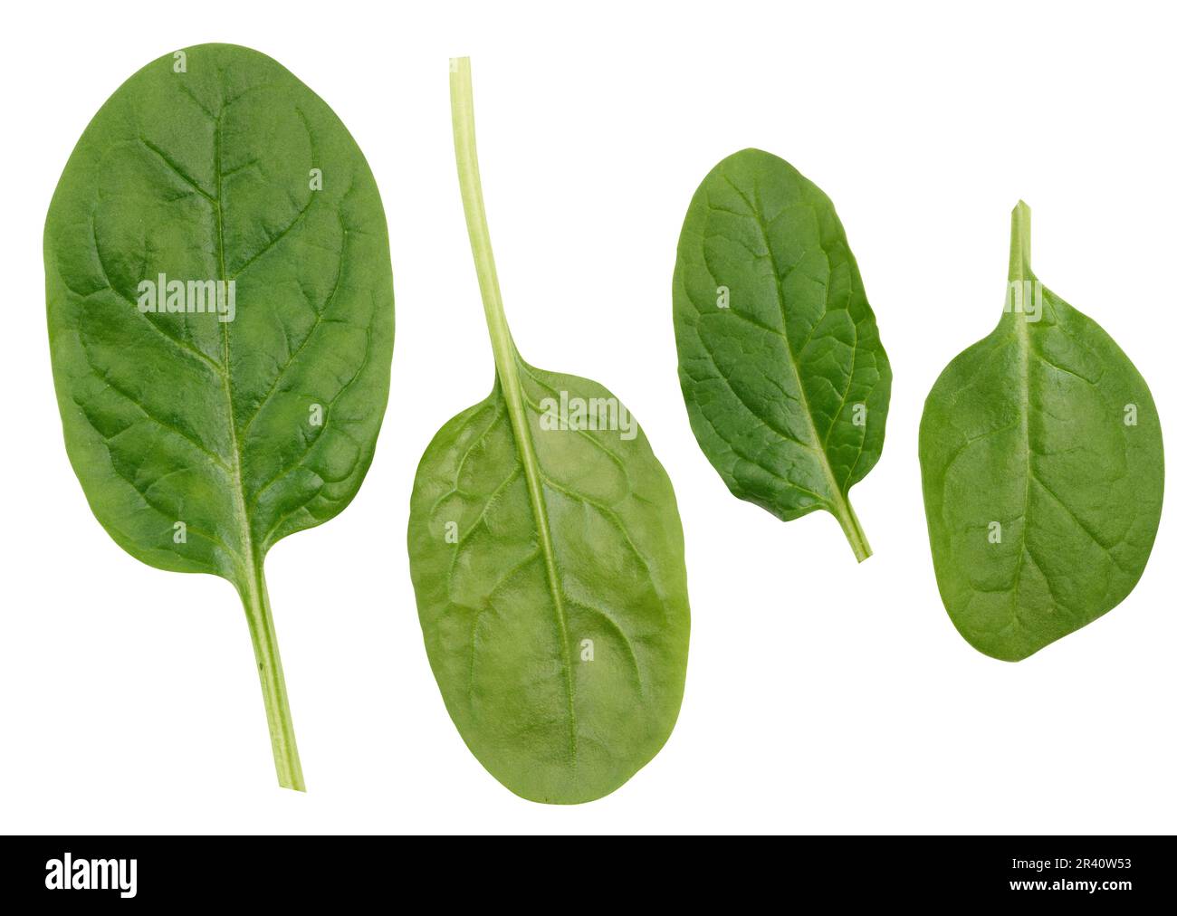 Foglie di spinaci verdi su fondo bianco isolato, un ingrediente per l'insalata Foto Stock