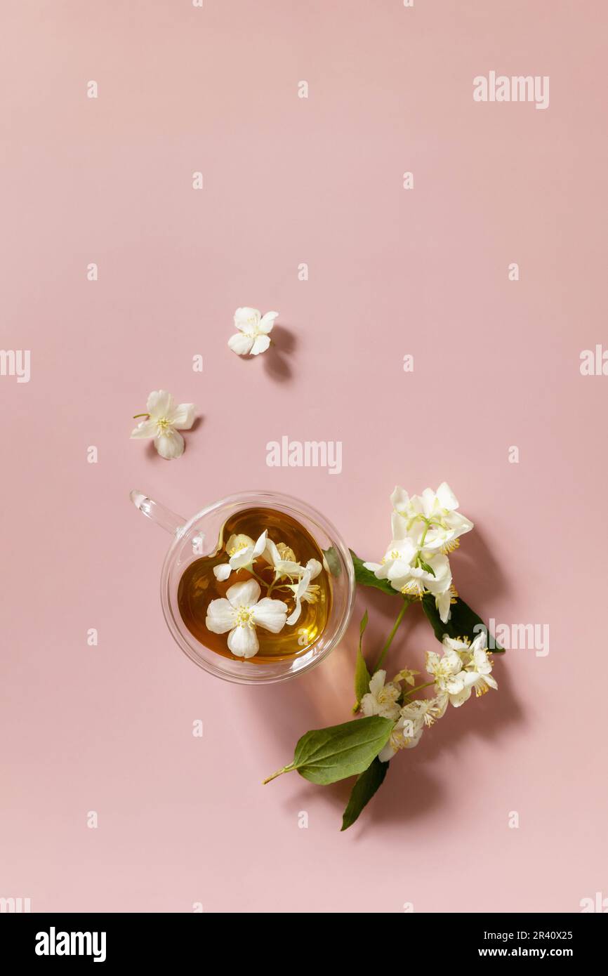 Tazza di tè al gelsomino con fiori di gelsomino su sfondo rosa pastello. Concetto di bevande naturali biologiche. Vista dall'alto. Foto Stock