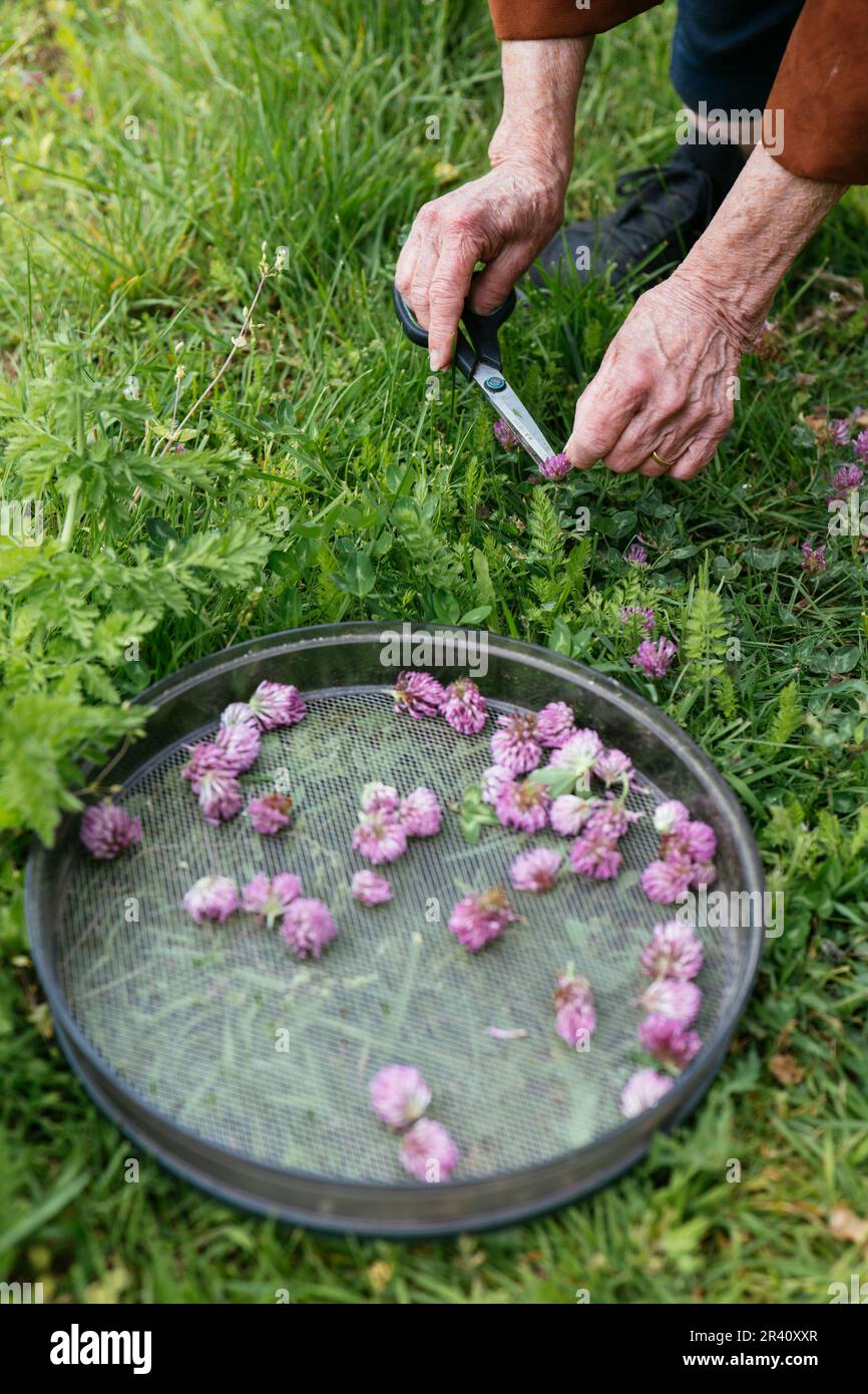 Donna che raccoglie trifoglio rosso (Trifolium pratense) fiorisce in un giardino per fare una lozione per la cura della pelle. Foto Stock