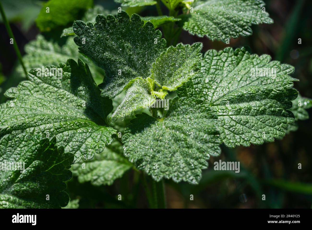 Horehound marrubium vulgare pianta medicinale crescere in giardino acqua gocce pioggia sole luce primo piano Macro. Foto Stock