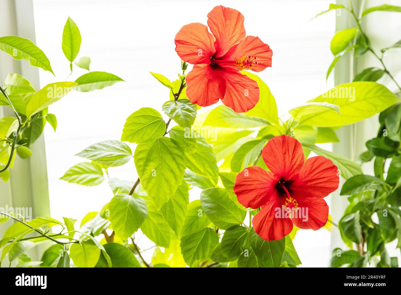 Fiore rosso di ibisco, concetto di eco casa giardino. Piante da casa in un interno moderno. Foto Stock