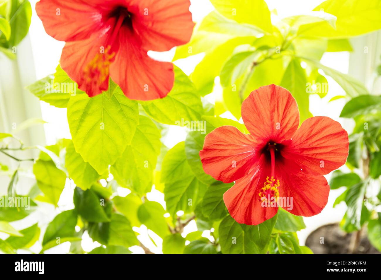 Fiore rosso hibiscus primo piano, concetto di eco casa giardino. Piante da casa in un interno moderno. Foto Stock