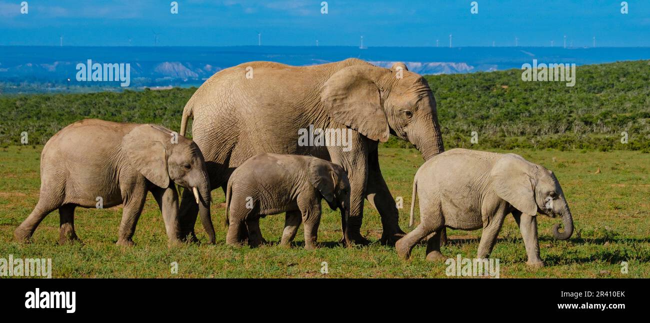 Elefanti in Sud Africa, Famiglia di elefanti nel parco degli elefanti di Addo Foto Stock