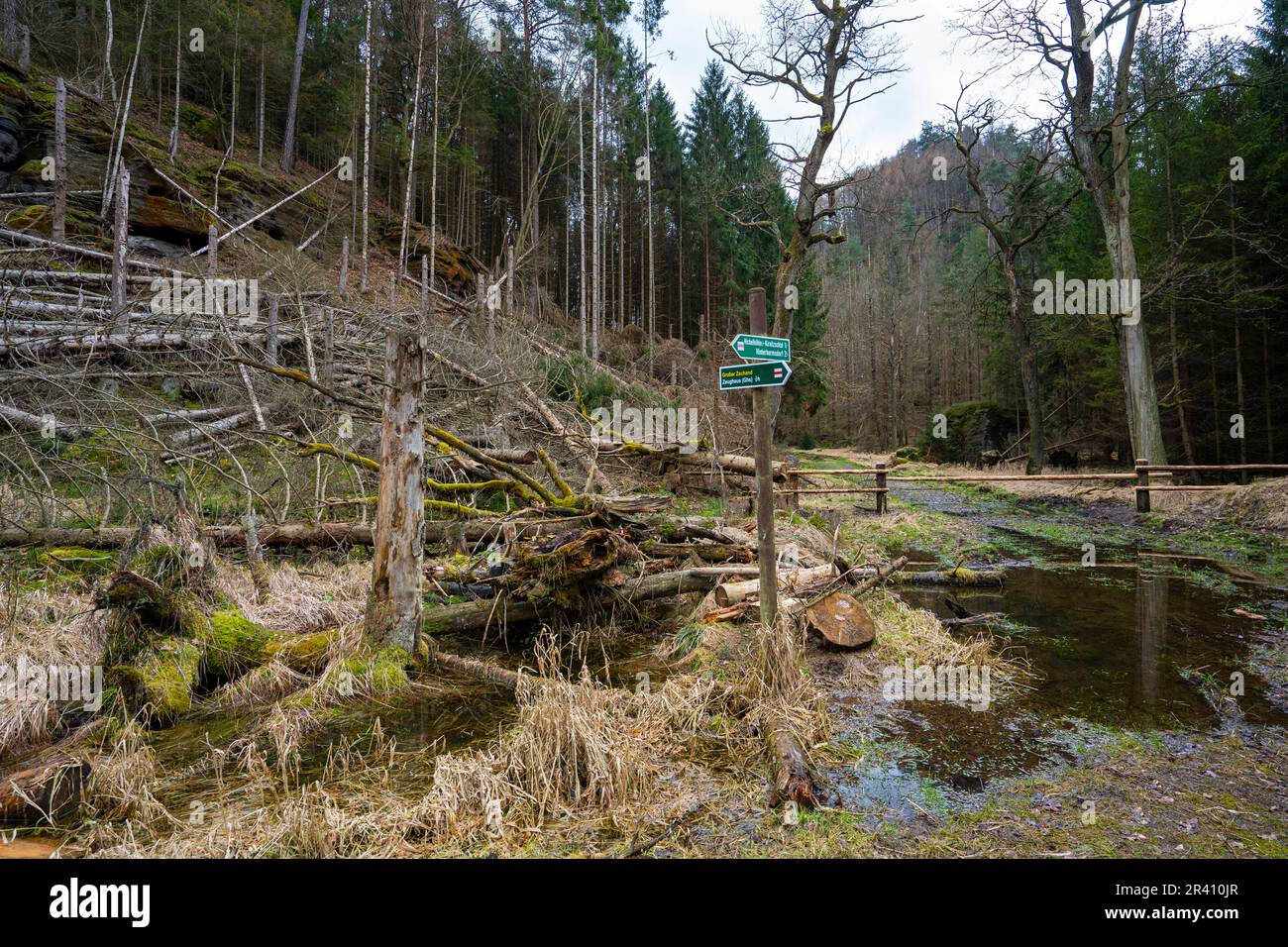 Parco Nazionale della Svizzera Sassone - legno morto dal scarabeo 5 Foto Stock