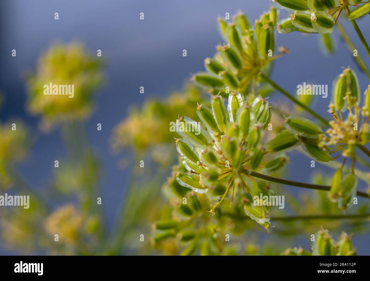 Semi verdi di finocchio (Foeniculum vulgare) sulla pianta Foto Stock