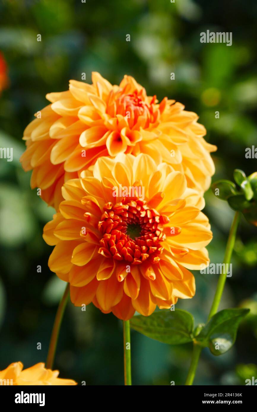 Gioielli Dahlia, Anuschka Zuckowski Foto Stock