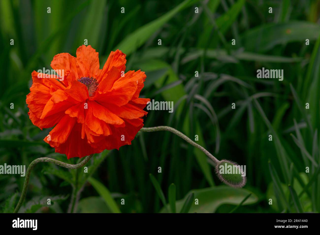 Collezione terry decorativo papavero fiore rosso brillante coltivato papavero germogli sono in fiore. elegante campagna floreale papaver orientale Foto Stock