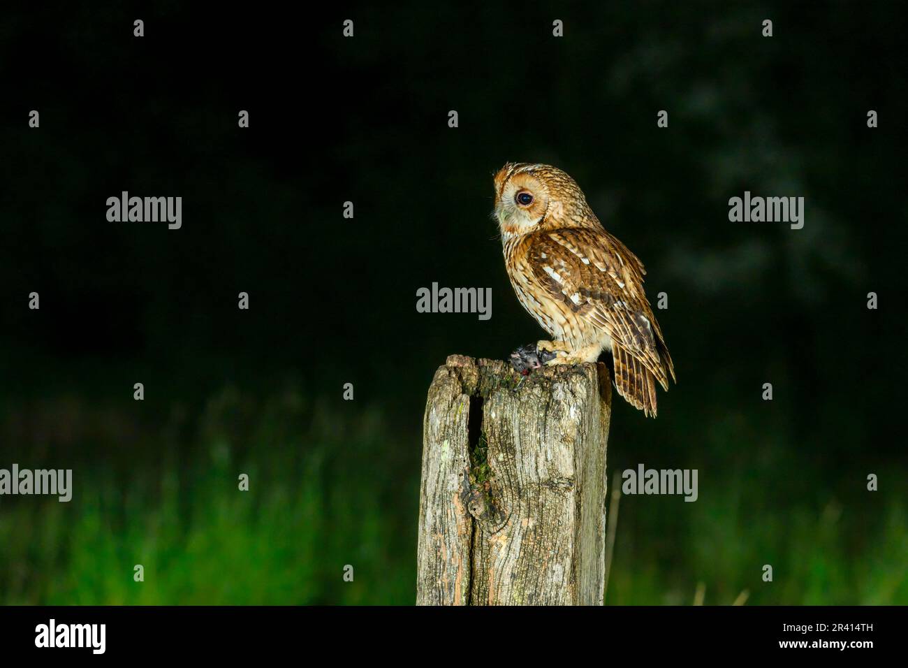 Tawny Owl, Strix aluco, appollaiato su un palo in una zona famigliare Foto Stock