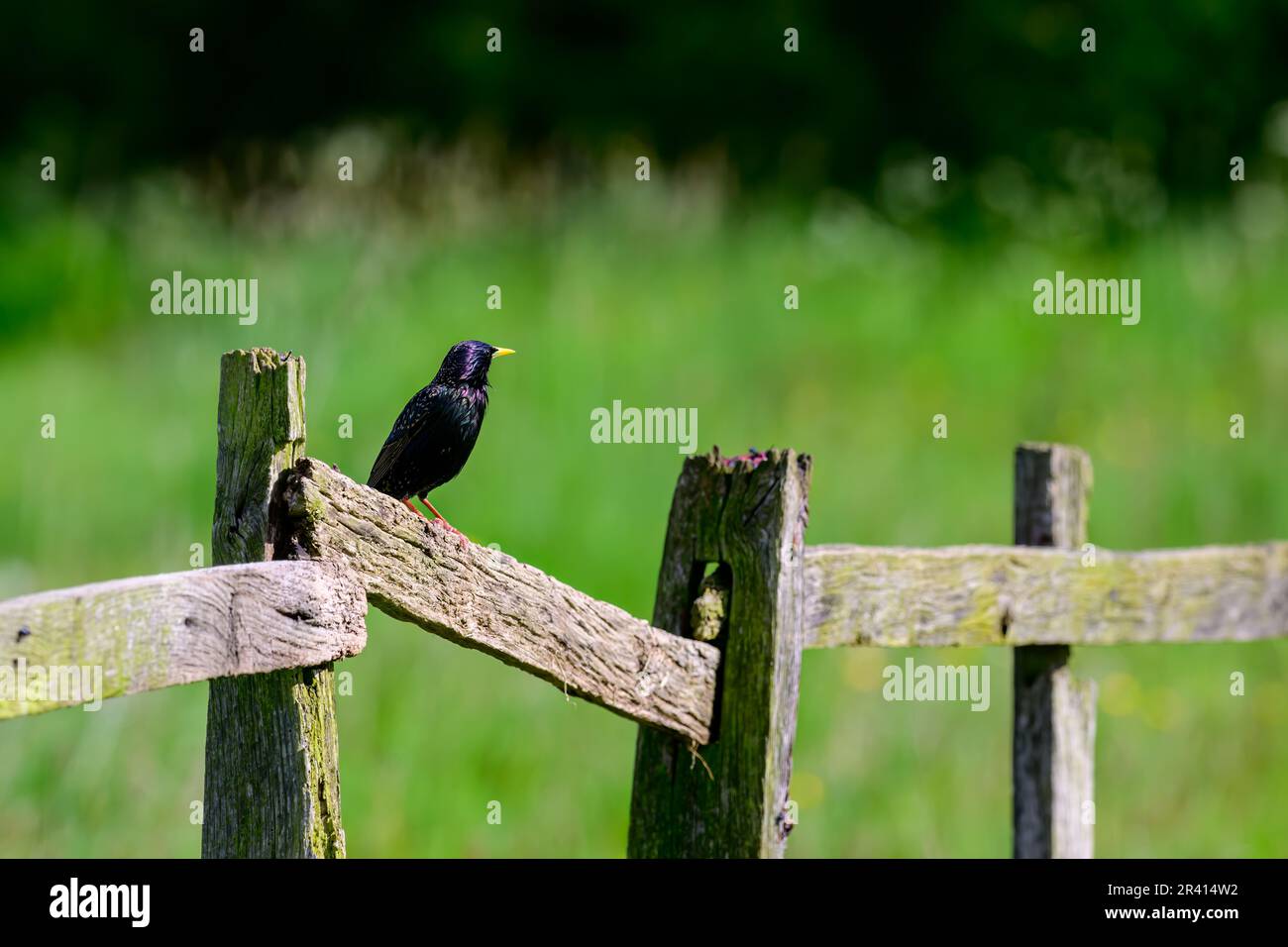 Starling comune, Sturnus vulgaris, arroccato su una recinzione in una fattoria Foto Stock