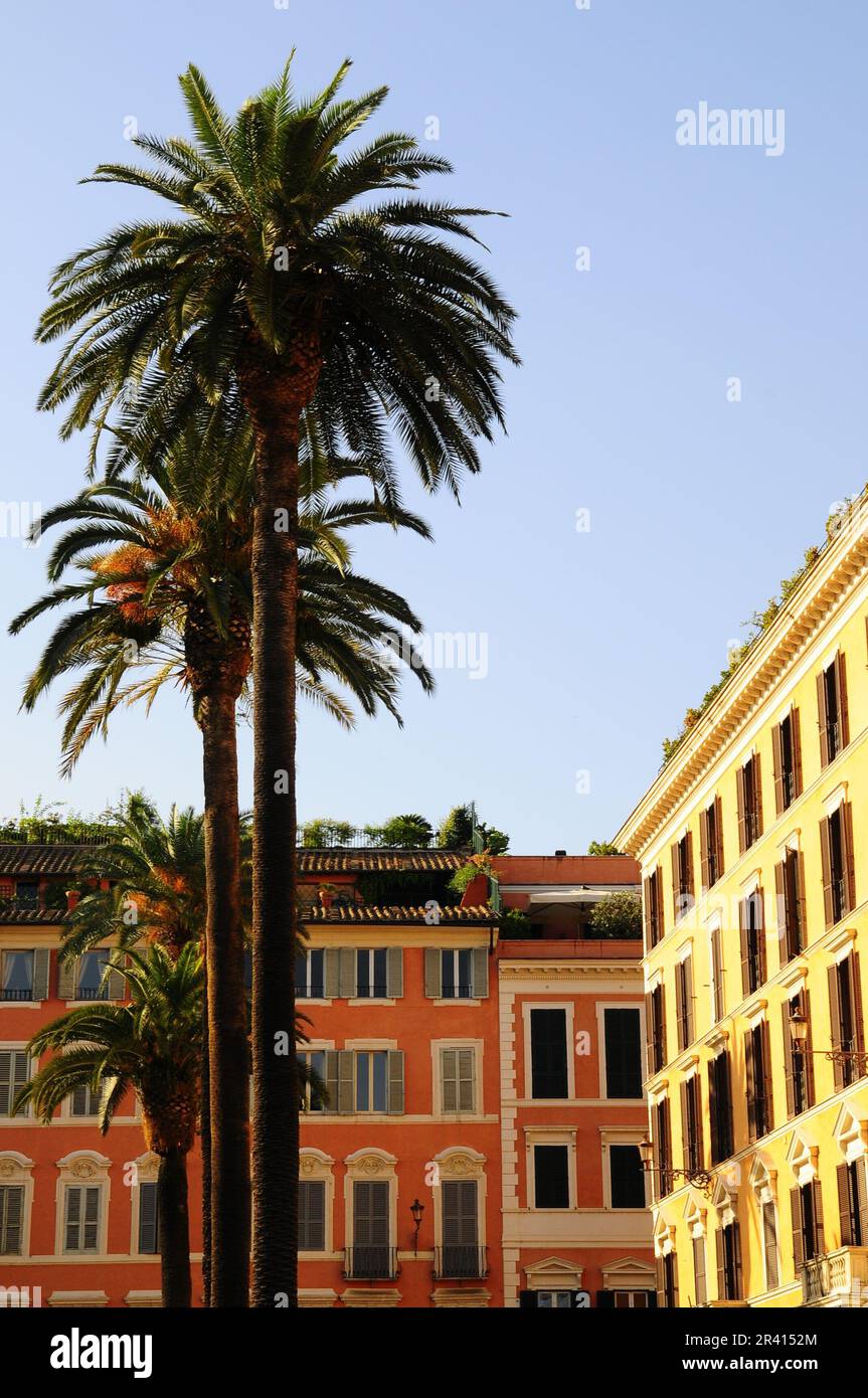 Alte palme nella città di Roma Italia Foto Stock