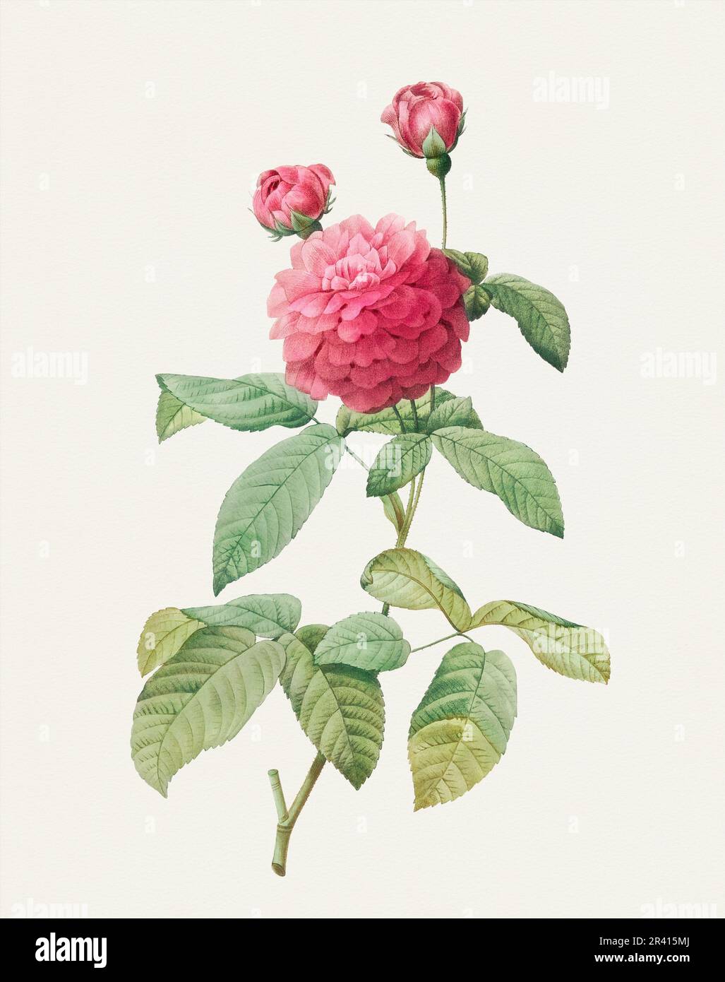 Bella illustrazione di fiore di rosa. AgathaRose viola Foto Stock